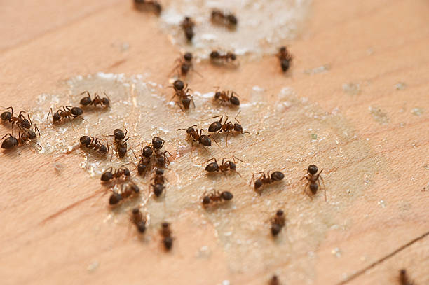 Trusted Pine Bluffs, WY Pest Control Experts