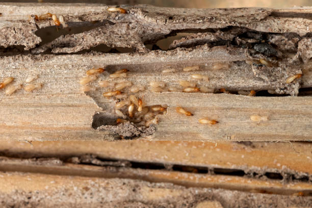 Best Commercial Pest Control Services  in Pine Bluffs, WY